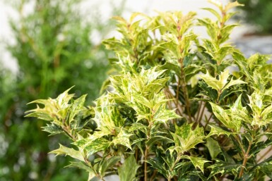 Osmanthus heterophyllus 'Goshiki' C2 20-30