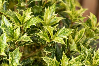 Osmanthus heterophyllus 'Goshiki' C2 20-30