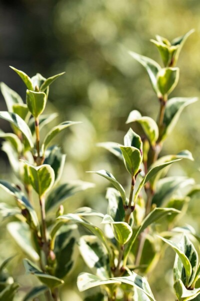 Osmanthus heterophyllus 'Variegatus' C2 20-30