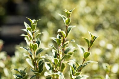 Osmanthus heterophyllus 'Variegatus' C2 20-30