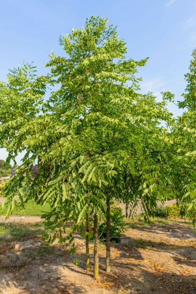 Gymnocladus dioica meerstammig 200-250