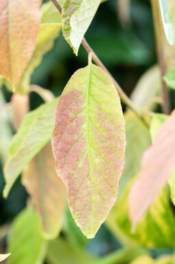 Halesia carolina meerstammig 250-300