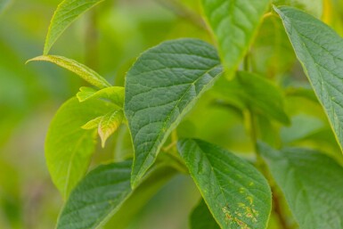 Halesia carolina meerstammig 250-300
