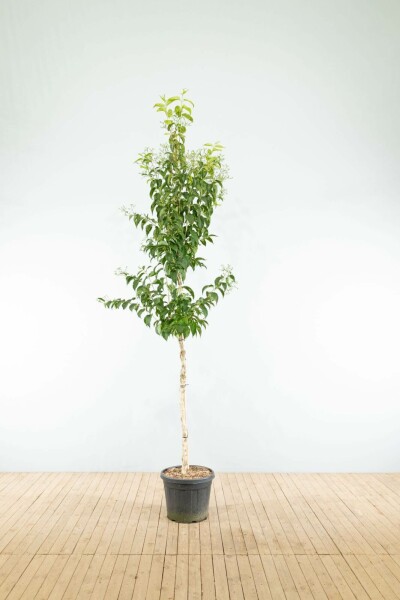 Zevenzonenboom Heptacodium miconioides Hoogstam stamomtrek 12-14 P Heptacodium miconioides hoogstam 12/14