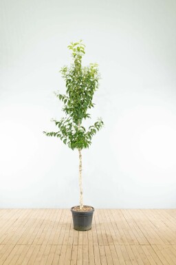 Zevenzonenboom Heptacodium miconioides Hoogstam Heptacodium miconioides hoogstam