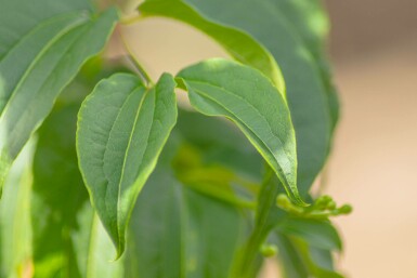 Heptacodium miconioides hoogstam 12/14