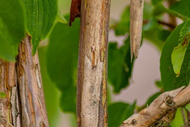 Heptacodium miconioides hoogstam 12/14
