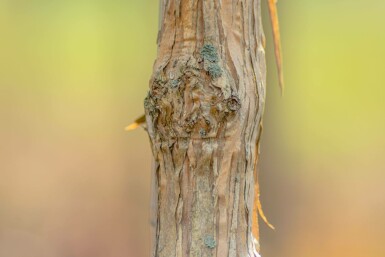 Heptacodium miconioides hoogstam 12/14