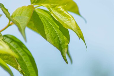 Heptacodium miconioides meerstammig 200-250