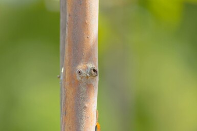 Heptacodium miconioides meerstammig 200-250
