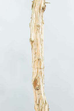 Heptacodium miconioides meerstammig 200-250