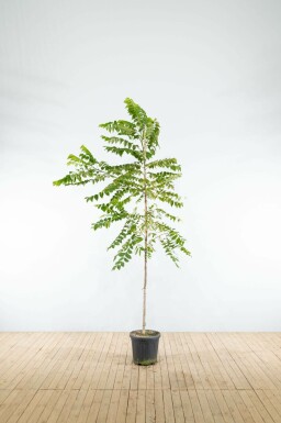 Juglans nigra hoogstam 20/25