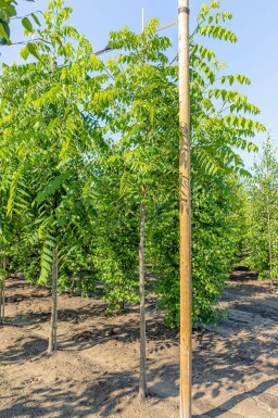 Zwarte walnoot Juglans nigra Hoogstam stamomtrek 20-25 P Juglans nigra hoogstam 20/25