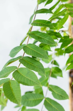Zwarte walnoot Juglans nigra Hoogstam stamomtrek 20-25 P Juglans nigra hoogstam 20/25