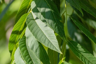 Zwarte walnoot Juglans nigra Hoogstam stamomtrek 20-25 P Juglans nigra hoogstam 20/25