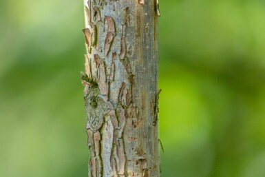 Juglans nigra hoogstam 20/25