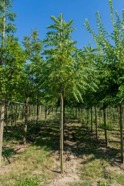 Zwarte walnoot Juglans nigra Hoogstam stamomtrek 20-25 P Juglans nigra hoogstam 20/25