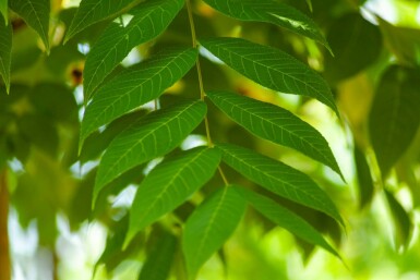 Zwarte walnoot Juglans nigra Hoogstam stamomtrek 20-25 P Juglans nigra hoogstam 20/25