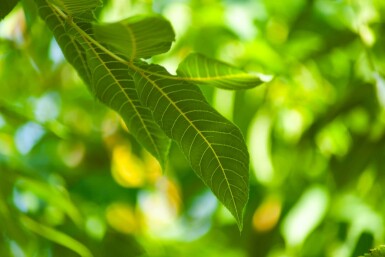 Juglans nigra hoogstam 20/25