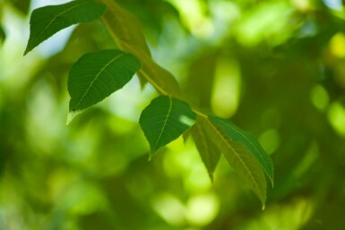 Juglans nigra hoogstam 20/25