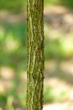 Juglans nigra hoogstam 20/25