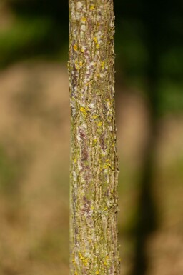 Juglans nigra hoogstam 20/25