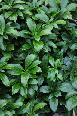 Pachysandra terminalis 'Green Carpet'