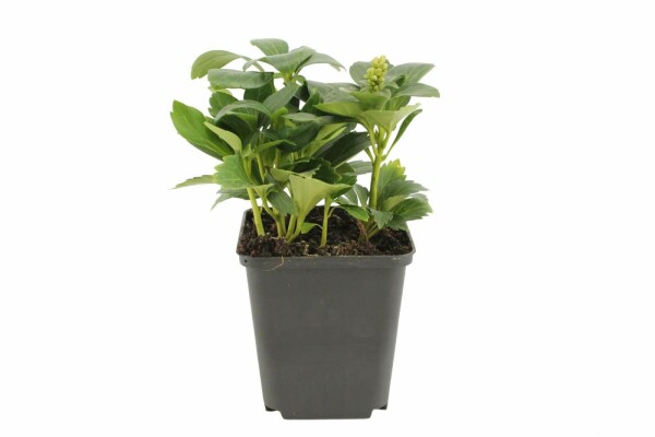 Schaduwkruid Pachysandra terminalis 'Green Carpet' 5-10 Pot P9