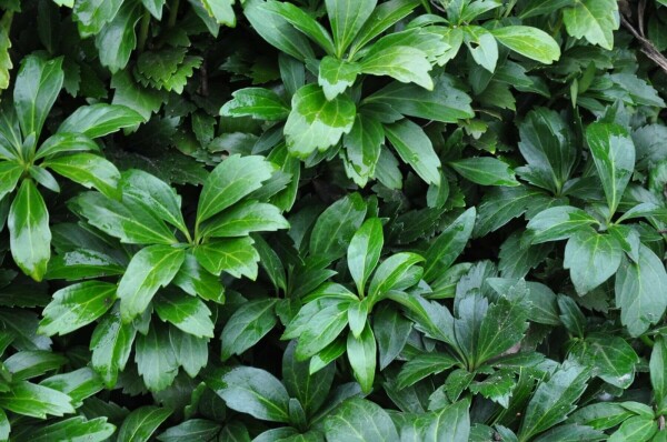 Schaduwkruid Pachysandra terminalis 'Green Carpet' 5-10 Pot P9