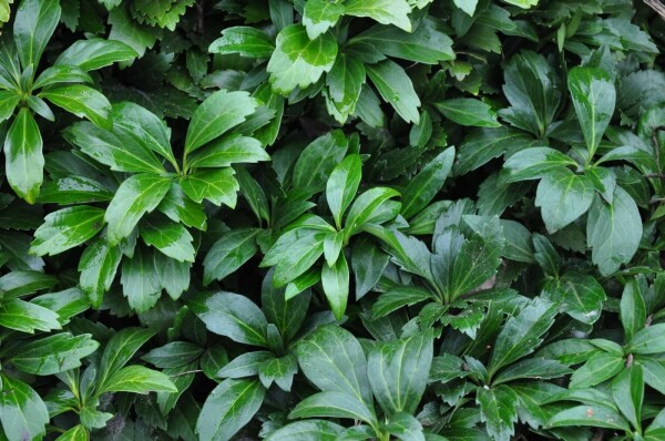 Schaduwkruid Pachysandra terminalis 'Green Carpet' 5-10 Pot P9