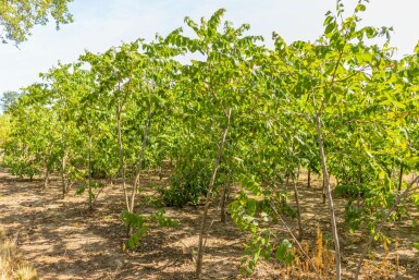 Juglans nigra meerstammig 300-350