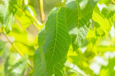 Juglans nigra meerstammig 300-350