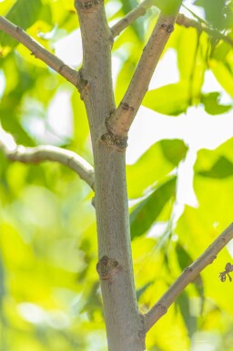 Juglans nigra meerstammig 300-350