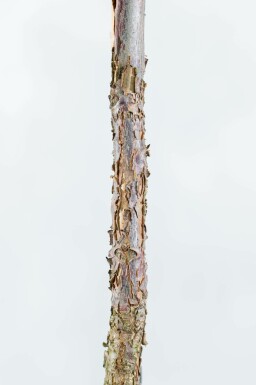 Zwarte walnoot Juglans nigra Meerstammig 300-350 P Juglans nigra meerstammig 300-350