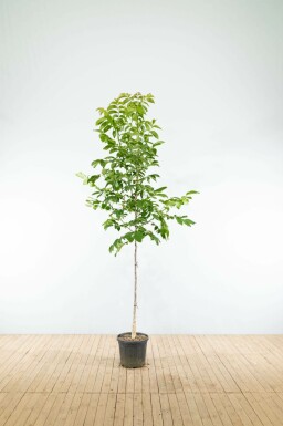 Gewone walnoot Juglans regia Hoogstam stamomtrek 20-25 P Juglans regia hoogstam 20/25