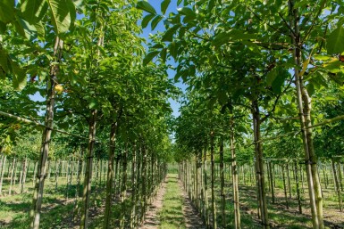 Juglans regia hoogstam 20/25