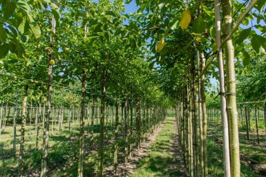 Juglans regia hoogstam 20/25