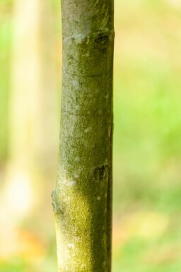 Juglans regia hoogstam 20/25