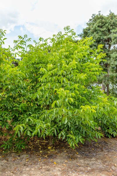 Gewone walnoot Juglans regia Meerstammig 400-450 P Juglans regia meerstammig 400-450