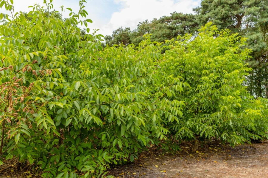 Gewone walnoot Juglans regia Meerstammig 400-450 P Juglans regia meerstammig 400-450