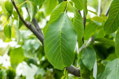 Gewone walnoot Juglans regia Meerstammig 400-450 P Juglans regia meerstammig 400-450