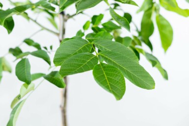 Gewone walnoot Juglans regia Meerstammig 400-450 P Juglans regia meerstammig 400-450