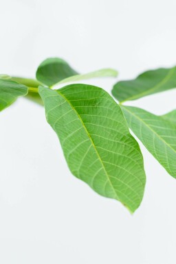 Gewone walnoot Juglans regia Meerstammig 400-450 P Juglans regia meerstammig 400-450