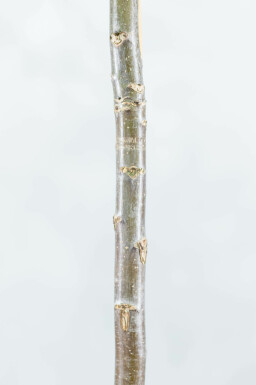 Juglans regia meerstammig 350-400