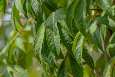 Stekelboom Kalopanax septemlobus Kalopanax septemlobus