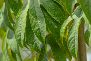 Kalopanax septemlobus meerstammig