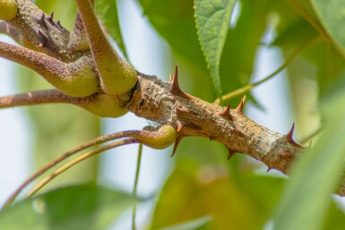 Kalopanax septemlobus meerstammig 200-250