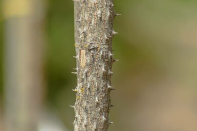 Kalopanax septemlobus meerstammig 200-250