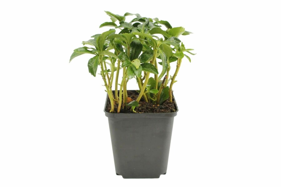 Schaduwkruid Pachysandra terminalis 'Green Sheen' 5-10 Pot P9 Pachysandra terminalis 'Green Sheen'