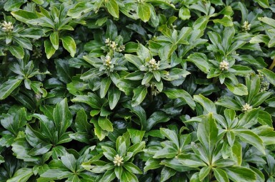 Schaduwkruid Pachysandra terminalis 'Green Sheen' 5-10 Pot P9